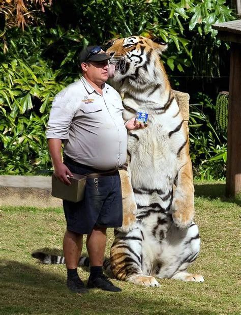 The Tiger Panthera Tigris Is The Largest Cat Species