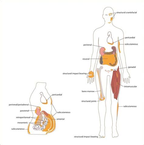 adipose stembook