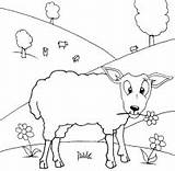 Sheeps Coloring Sheep sketch template