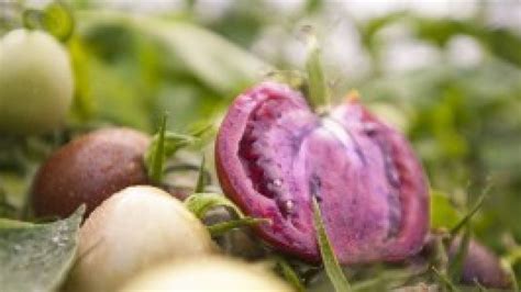 Norwich Scientists Develop Genetically Modified Purple Tomato Juice