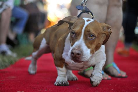 ¿es este el perro más feo del mundo emperrados blogs el paÍs