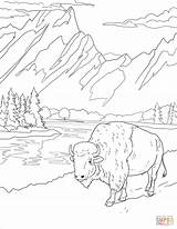 Coloring Teton Bison Wyoming Supercoloring sketch template