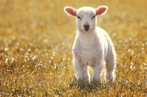 phương pháp nuôi dưỡng cừu con cây trồng vật nuôi