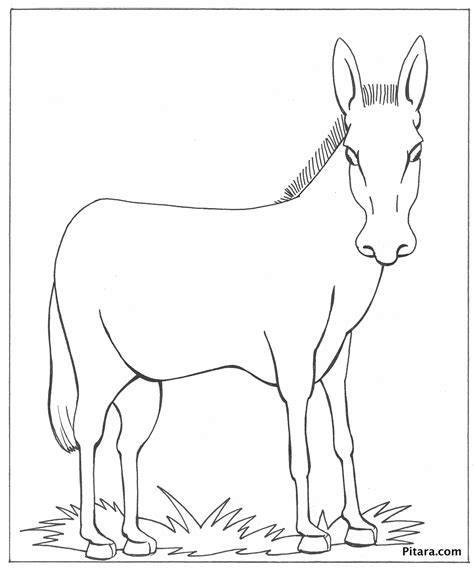 donkey coloring page pitara kids network
