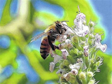 Helping Honey Bees Survive Richmond County Daily Journal