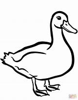 Coloring Duck Pages Printable Drawing Paper sketch template