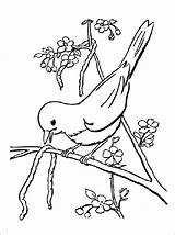 Oiseau Arbre Printemps sketch template
