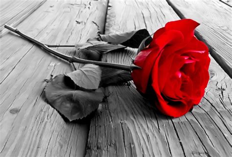 beautiful red rose images    wow style