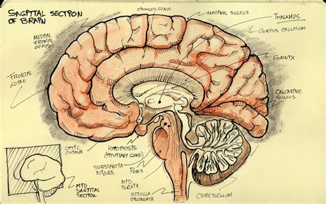 sagittal side view left picture   human brain diss vrogueco