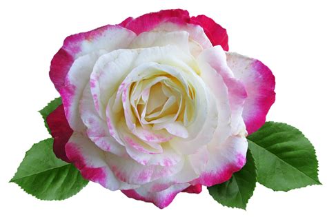 rose flower double delight  photo  pixabay