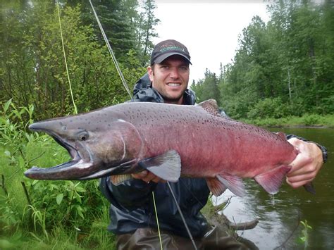 kings   fly fishing  alaskas  sought  salmon harvesting nature