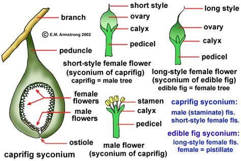 Sex Determination In Ficus Carica
