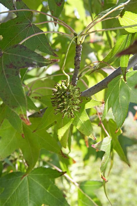 trees produce spiked  seed pods heres   identify