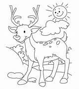 Coloring Deer Pages Little Ones sketch template