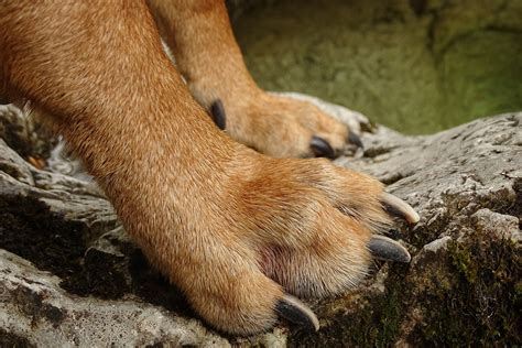polydactyly  dogs symptoms  diagnosis treatment recovery management cost