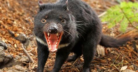 year  male tasmanian devil dies   albuquerque zoo