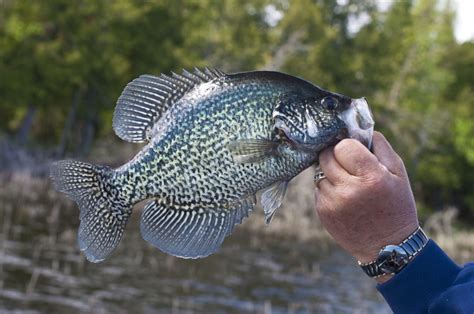 time  day  catch crappie  seasons evaluated freshwater fishing advice