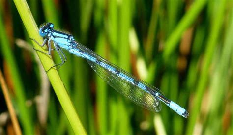 Alex And Bob`s Blue Sky Scotland Damsel Days Away With