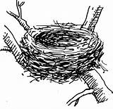 Nest Bird Clipart Drawing Birds Drawings Clip Tree Coloring Eggs Illustration Egg Sketch Birdnest Transparent Svg Printable Domain Public sketch template