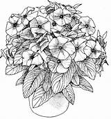 Adulte Petunia Petunias Coloring4free Bestcoloringpagesforkids Blumen Mandalas Potted Erwachsene Wonderful Megamall Colorings Tasha sketch template