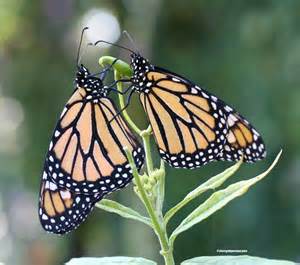 24 best the monarch butterfly store images on pinterest monarch butterfly butterflies and