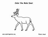 Mule Deer Coloring sketch template