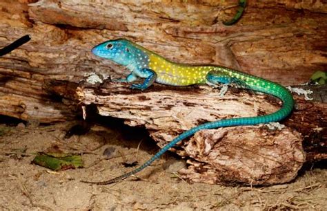 whiptail lizards reptiles magazine