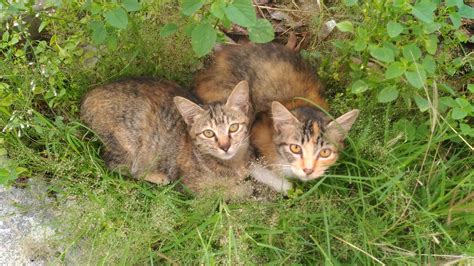 blog rizauddin  cats
