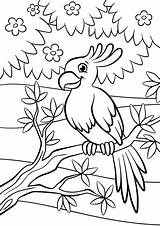 Coloring Parrot Branch Feeder Netter Perroquet Mignon Leuke Papegaai Sits Hoopoes Piccolo Sveglio Pappagallo Uccelli Coloritura Smiles Vögel Kleiner Papagei sketch template