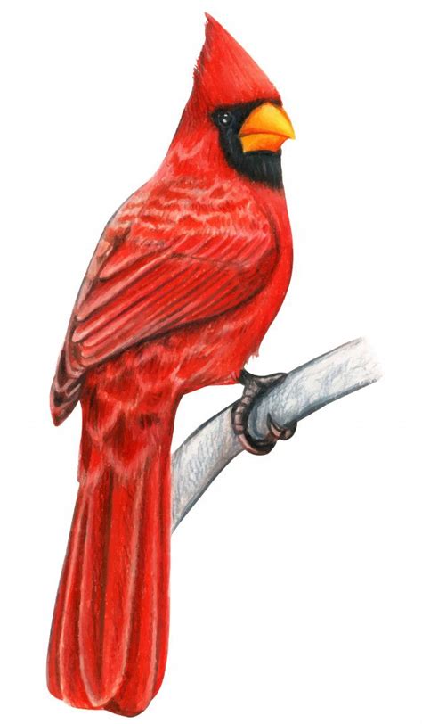 premium vector red cardinal hand drawn bird watercolor colored