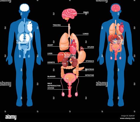 menschliche anatomie layout der inneren organe im maennlichen koerper