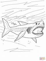 Megalodon Shark Coloring Pages Color Thresher Printable Para Colorear Colouring Dibujos Megalodonte Dibujo Supercoloring Tiburones Sharks Draw Megaladon Great Books sketch template