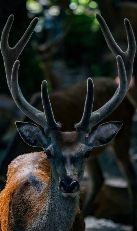 deer   amazing antlers  wild animals