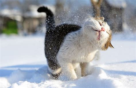 animals playing  snow    time designbump