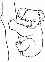 Koala Baby Coloring Pages Bear Getdrawings Printable Kids sketch template