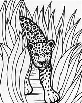 Coloring Rainforest Pages Kids Printable Jungle Forest Tiger Color Animals Trees Rain Animal Print Colouring Sheets Theme Vbs Choose Board sketch template