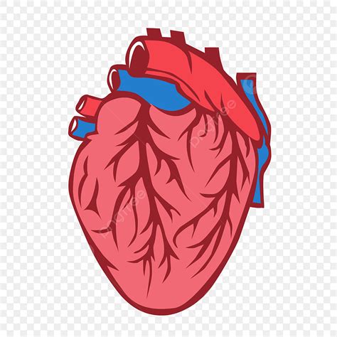 gambar kartun jantung cermat wallpaper