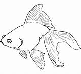 Fish Betta Coloring Pages Printable Color Getcolorings Print sketch template
