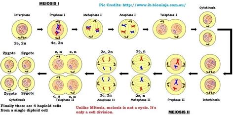 Meiosis Mitosis Meiosis Comparison Pmf Ias