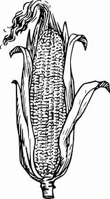 Corn Clip Clipart Vector Maize Plant Drawing Ear Svg Pixabay Logo Kernels Blue Illustration Cliparts Clipartix Publicdomains Grains Food Draw sketch template