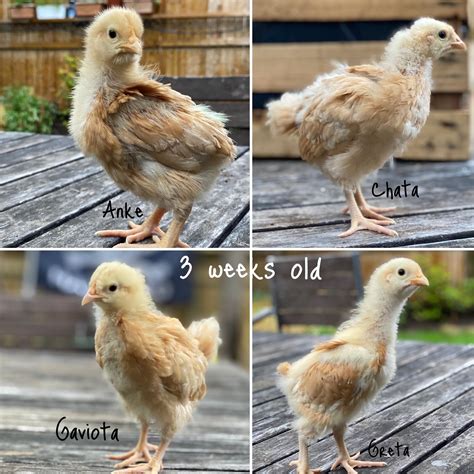 Buff Orpington 3 Weeks Old Backyard Chickens Learn How