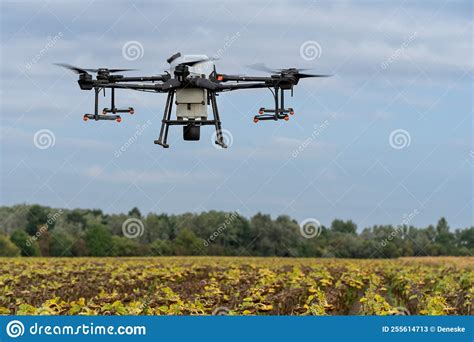 farmer  spraying  sunflower field remotly   dji  agras drone editorial stock