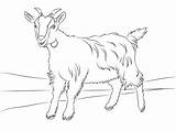 Goat Coloring Cute Pages Goats Printable Kids Drawing Billy Clipart Color Animals Crafts Animal Para Boer Colorear Farm Pintar Cartoons sketch template