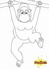 Affe Tiere Malvorlage Utan Malvorlagen sketch template