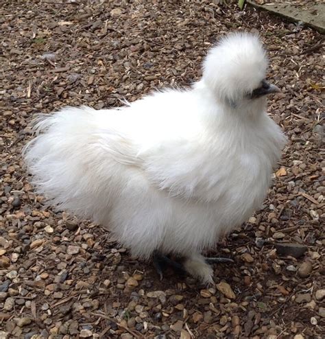 Silkie For Sale Chickens Breed Information Omlet