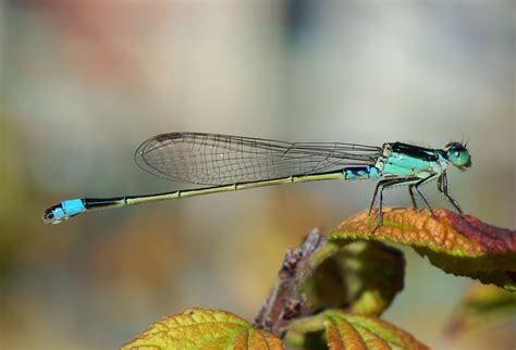 dragonfly drones  flight financeweb