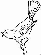 Vogel Ast Singender Tiere Malvorlage Malvorlagen sketch template