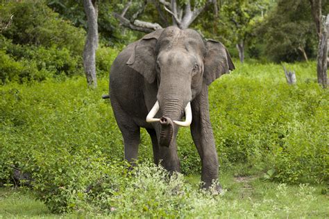 teen elephant mothers die younger   bigger families study finds