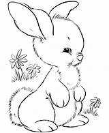 Coloring Woodland Pages Animal Animals Cute Creatures Rabbit Getcolorings Getdrawings Bunnies Printable Colorings sketch template