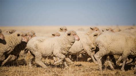 longreach leading sheep forum focuses  genetics  efficiency queensland country life qld